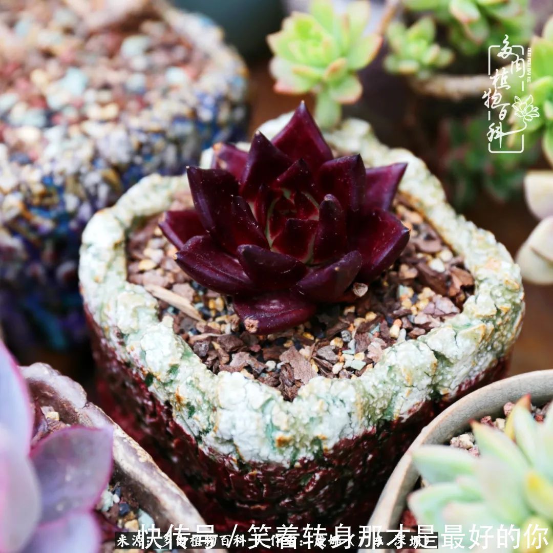 曾经的美肉,谢谢你们都惊艳过时光,谢谢你们都陪过我!