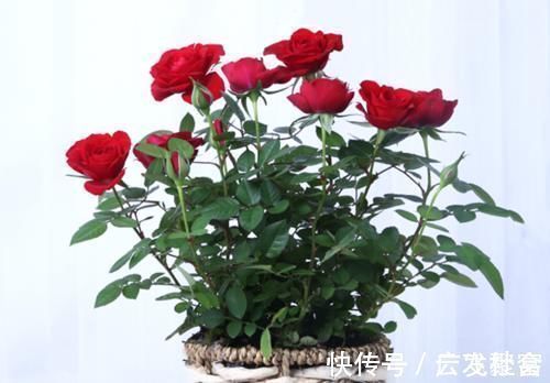 花卉|这五种花摆放在家里，娇艳高贵又芬香，净化杀菌还养人