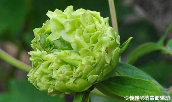 牡丹花|新手养花，不如养盆花中精品“豆绿”，色如青豆，清爽袭人