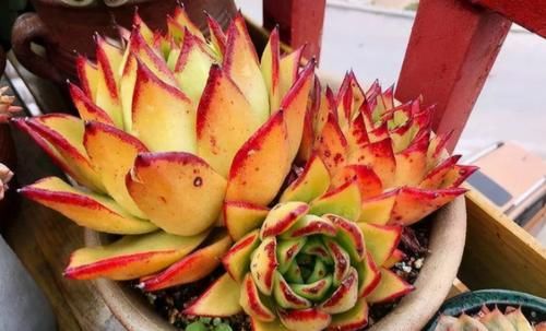 养多肉，在这些“时候”真的不需要动手控水