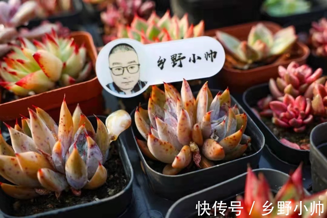 不适合叶插的品种有哪些？叶插也要选好品种，否则发根太难了