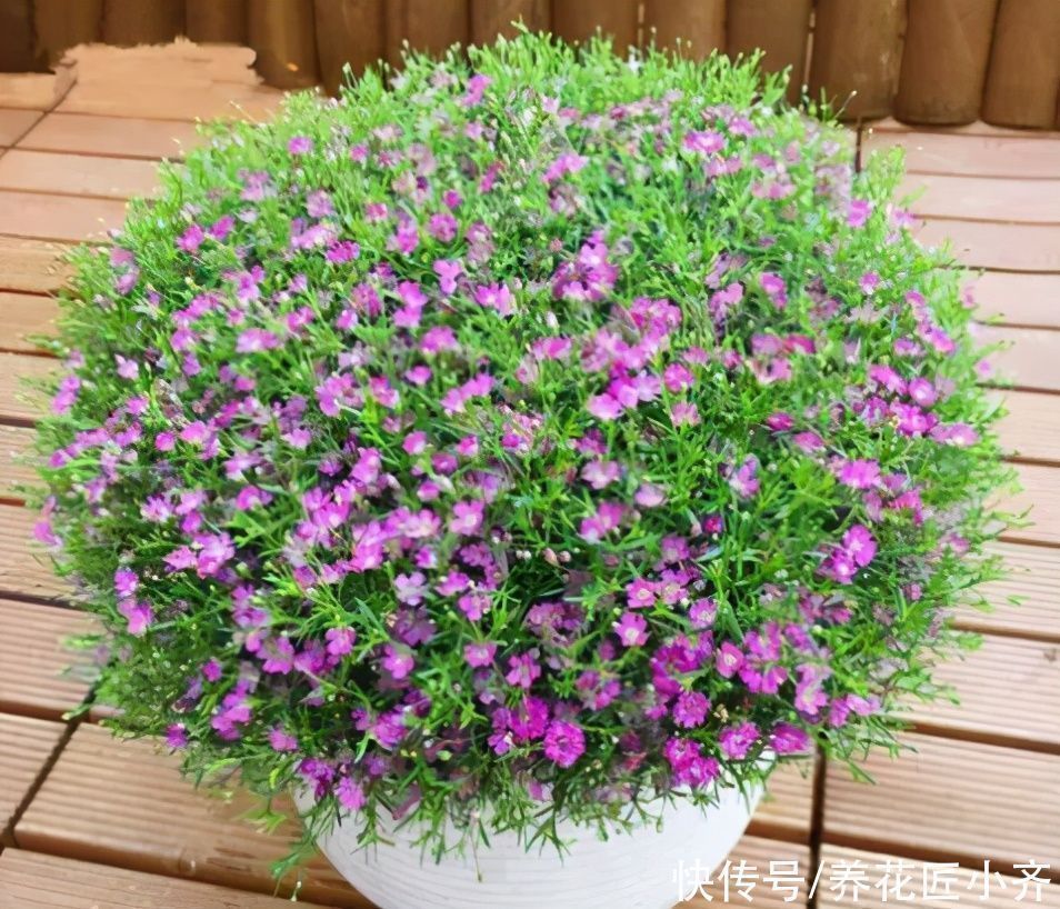 天热|立夏以后养着这5种花,天热不能缺水,否则容易出问题,很难恢复