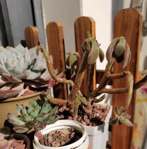 多肉冻伤了吗?一夜之间,全网大面积冻伤,只剩花盆,真悲惨