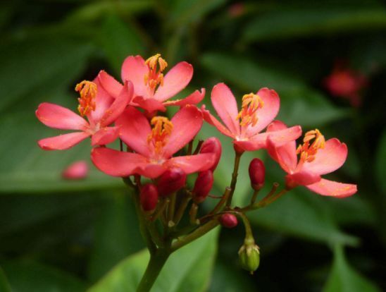 家养此款花卉，开花勤爱爆盆，盛开时繁花似锦，花色美轮美奂