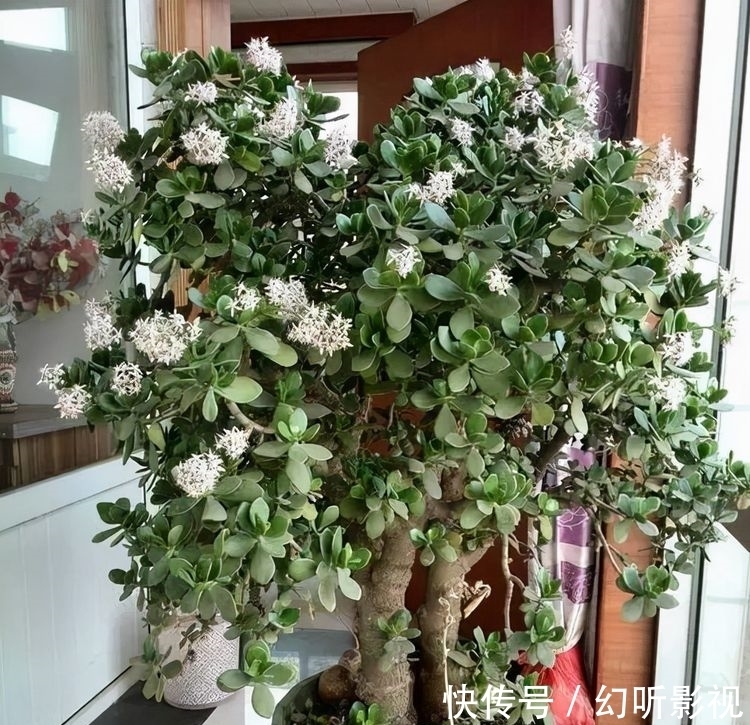 冬天养玉树,做好2点,枝肥叶壮、杆子壮实、绿意盎然