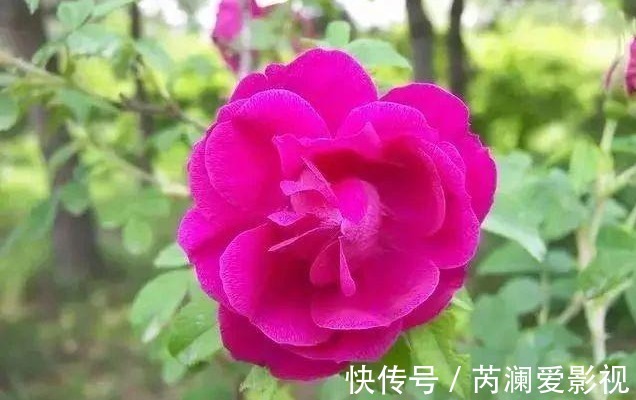 肝火旺|初秋上火,降火解毒,多吃三物,常饮三水,常按三处!