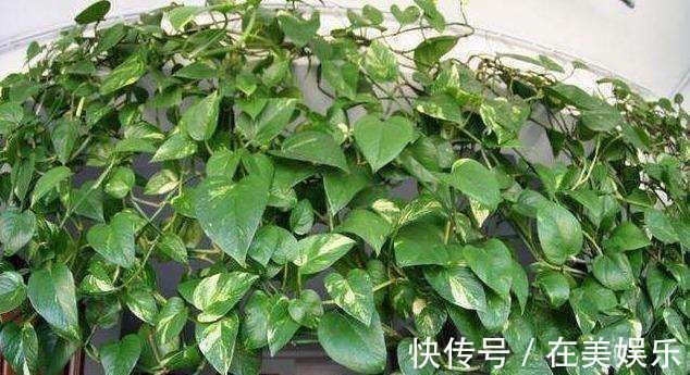 矿泉水瓶|“大蒜”丢进花盆里，花草像打了激素，叶片油绿光亮，猛窜新芽