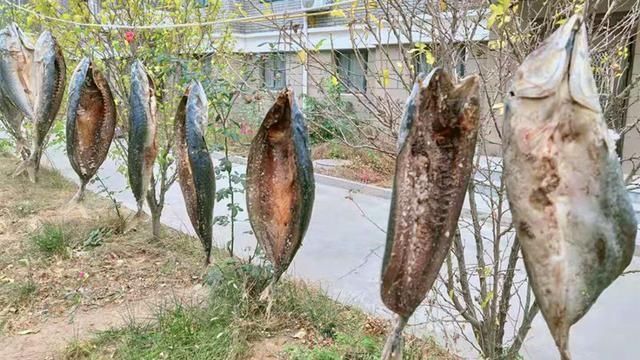 腌腊鱼，最忌讳直接晒，记住5要点，鱼肉紧实香味足，耐放不发霉