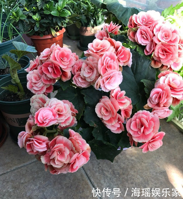 漂亮|像玫瑰花一样漂亮,全年开花不停,这种盆栽观赏植物,你值得拥有
