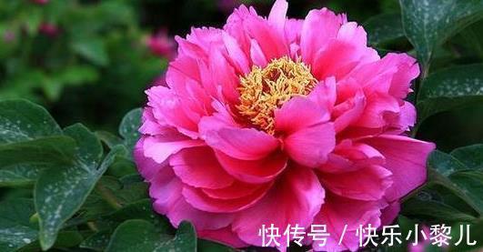 吉星|生肖羊:2月吉星高照,喜事登门,事业和气生财