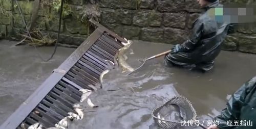 在河里放置铁栏栅,经过的鱼都被拦了下来,看的人都眼红了