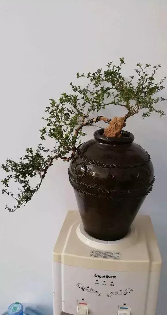 花盆还在买?一找一大堆,1毛钱不花,比买的花盆还要好