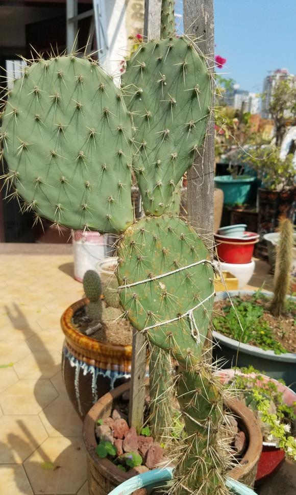 仙人果|仙人掌高10米，开黄花，挂红果，长成几十年的树，太霸气了