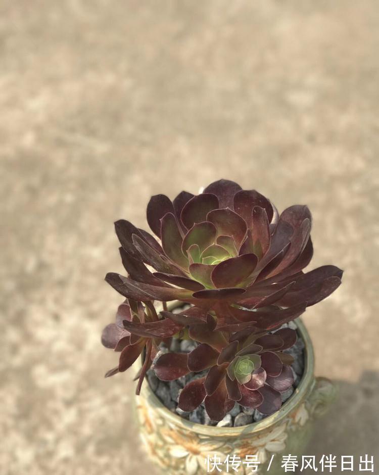 最受欢迎的六种多肉，看看你家养了几种