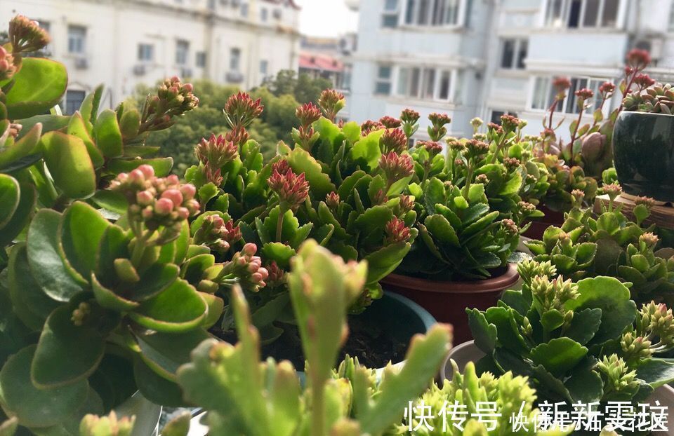 花海|她对长寿花“痴迷”,2个阳台、6个窗台都摆满了,过年开成花海