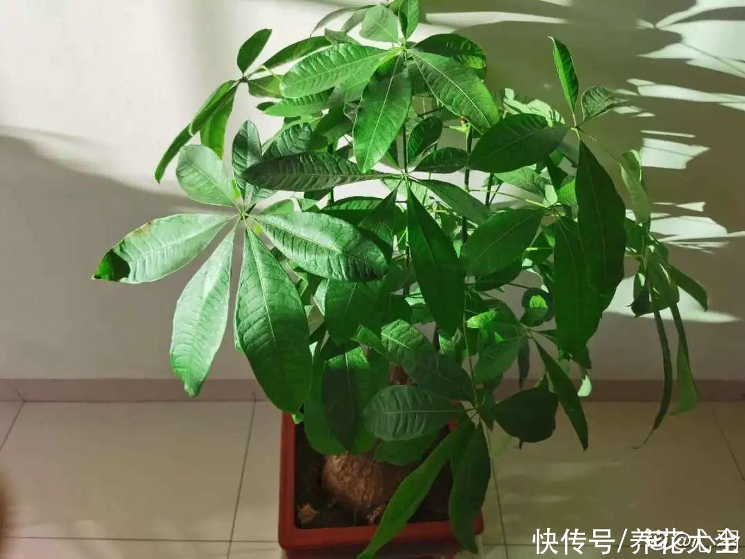 给花浇水掺点白醋，植物根比萝卜还粗，健壮不黄叶
