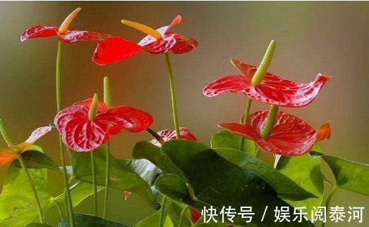 红掌|家里喜欢养花,此款花卉一年四季开花,越热越疯长,花朵绚丽繁盛