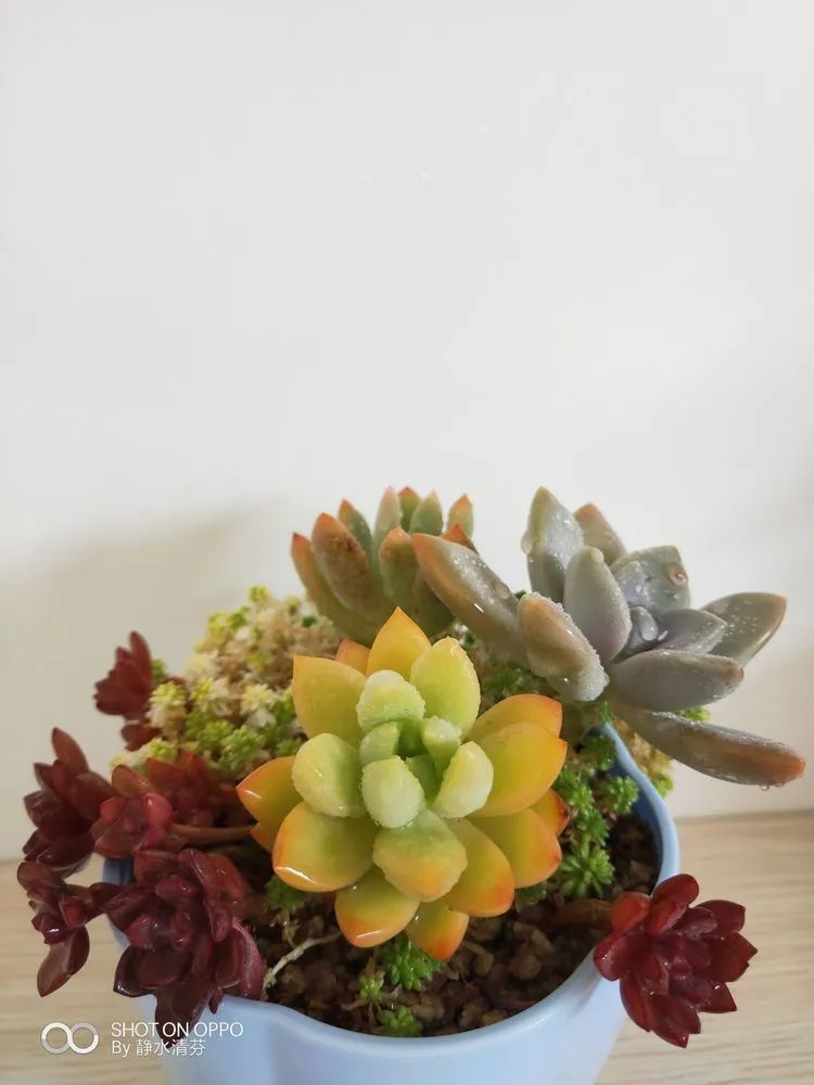 状态一般的多肉们，在我这儿已经是最美的存在了！