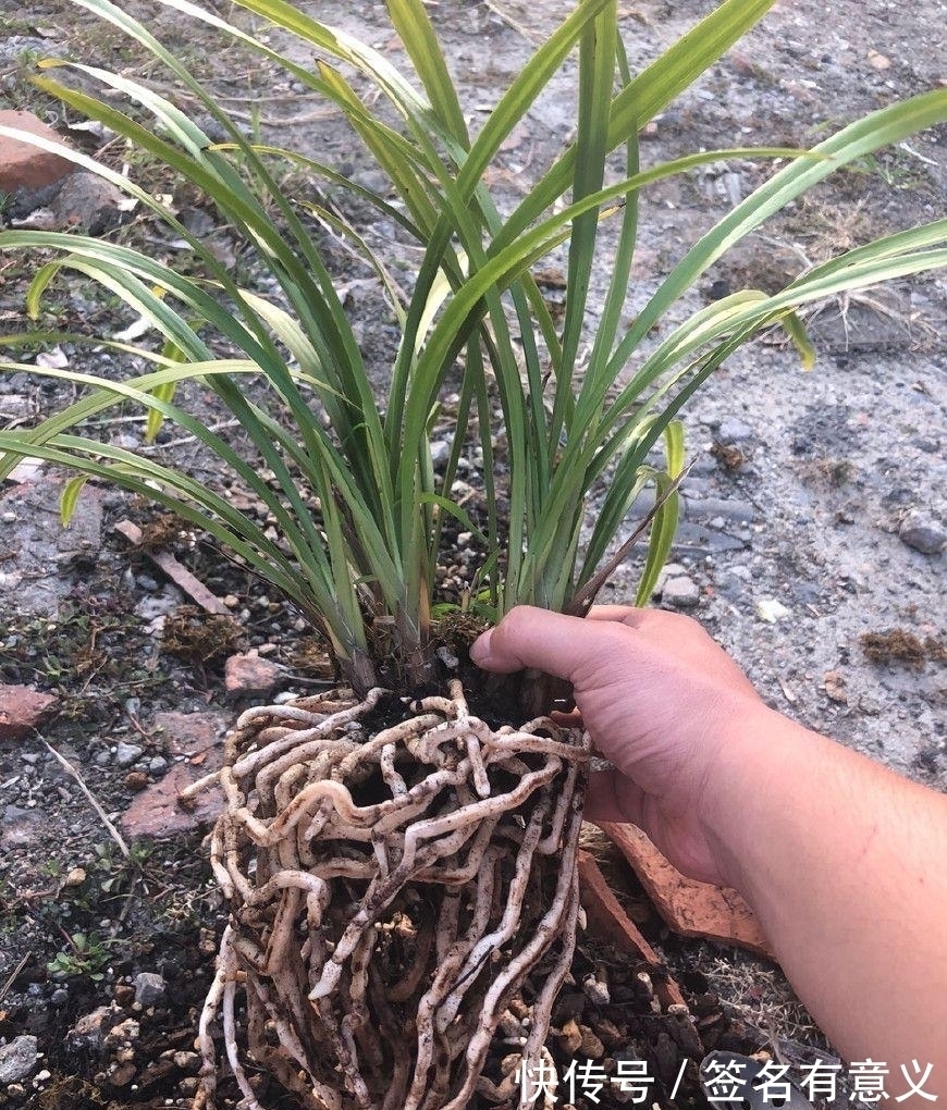 全日性|栽种兰花要知道，四季变化大，灵活的更换方法