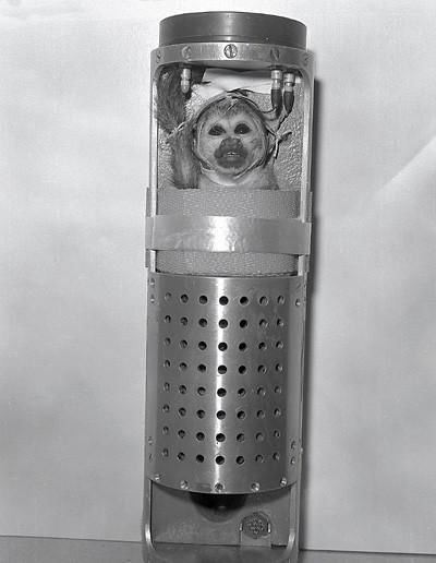 当年被送入到太空的动物们,后来怎么样了?它至今仍在太空漂浮