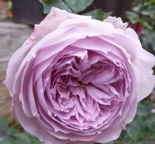 推荐10款蓝紫系月季，仙气十足，总有一款是你喜欢的