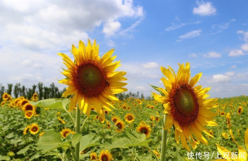 老年|静谧花海，活力运动……崇明这个新晋3A景区都能满足你