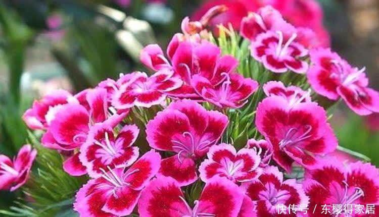 4种花养家里,比香水还好闻,满屋飘香,花开一茬接一茬!