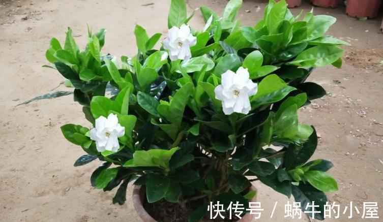 植物|都说养花该多修剪,但这3种植物,夏季剪多了反而不开花