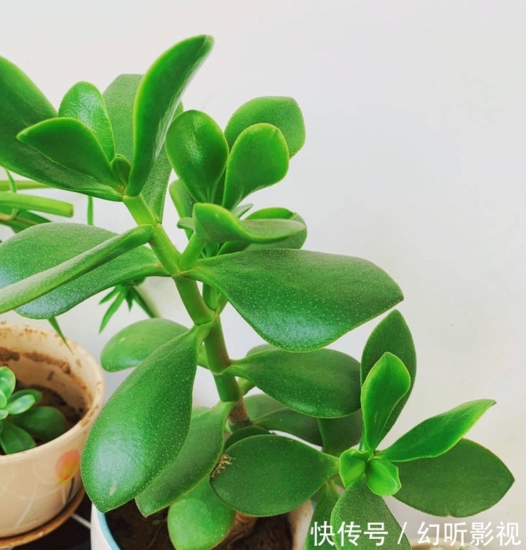 冬天养玉树,做好2点,枝肥叶壮、杆子壮实、绿意盎然