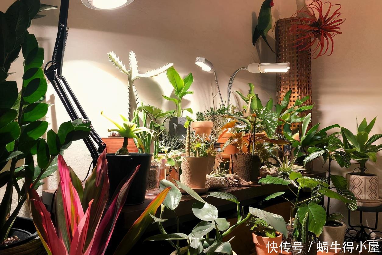 警告:新手养花人常踩中的“雷区”,该早知道