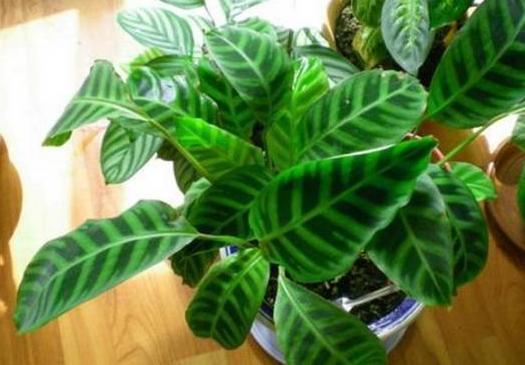 叶片|这几样花草植物,没有光也能正常长叶开花