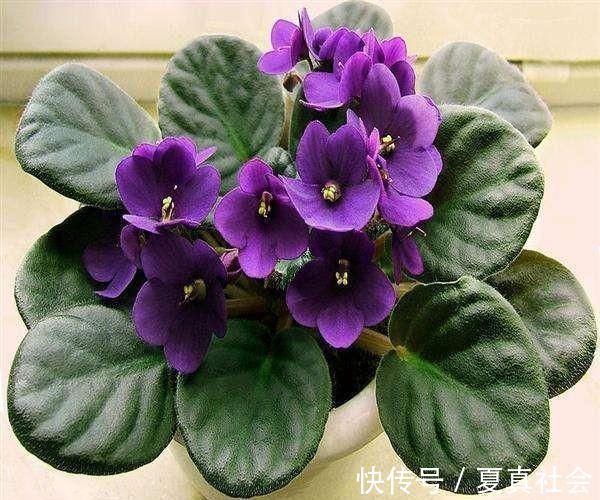 金边吊兰|大暑过后，“3种花”扦插正合适，剪个枝扔盆里，大白根呼呼长