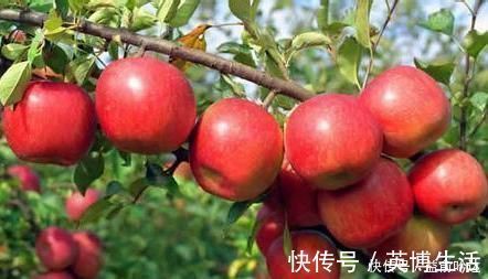 苹果|晚上吃苹果，对健康是利是弊？很多人不清楚，为健康了解下