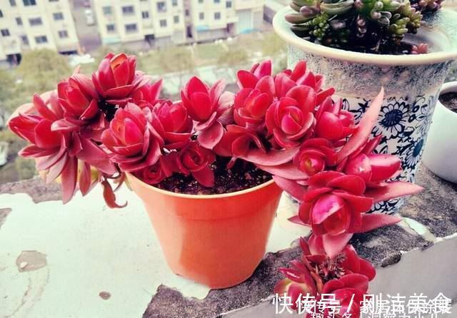 多肉冻成冰糖葫芦，三动作“快速化冻”不黑腐，缀成群头小老桩