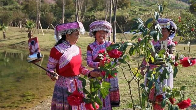 山茶花开美如画 魅力屏边迎春来