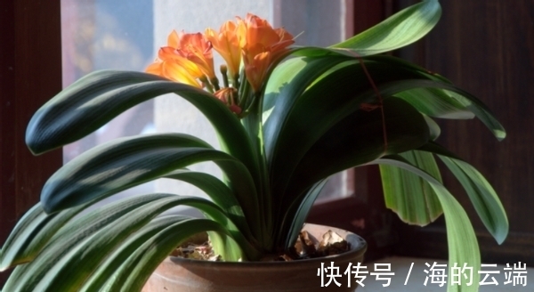 君子兰萎靡不振该怎么办?用完这3样肥料,植株马上变精神