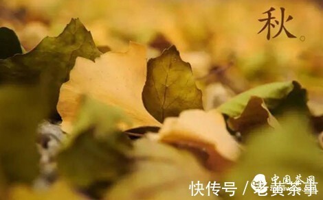 白茶|老白茶+陈皮?你有这样喝过吗?