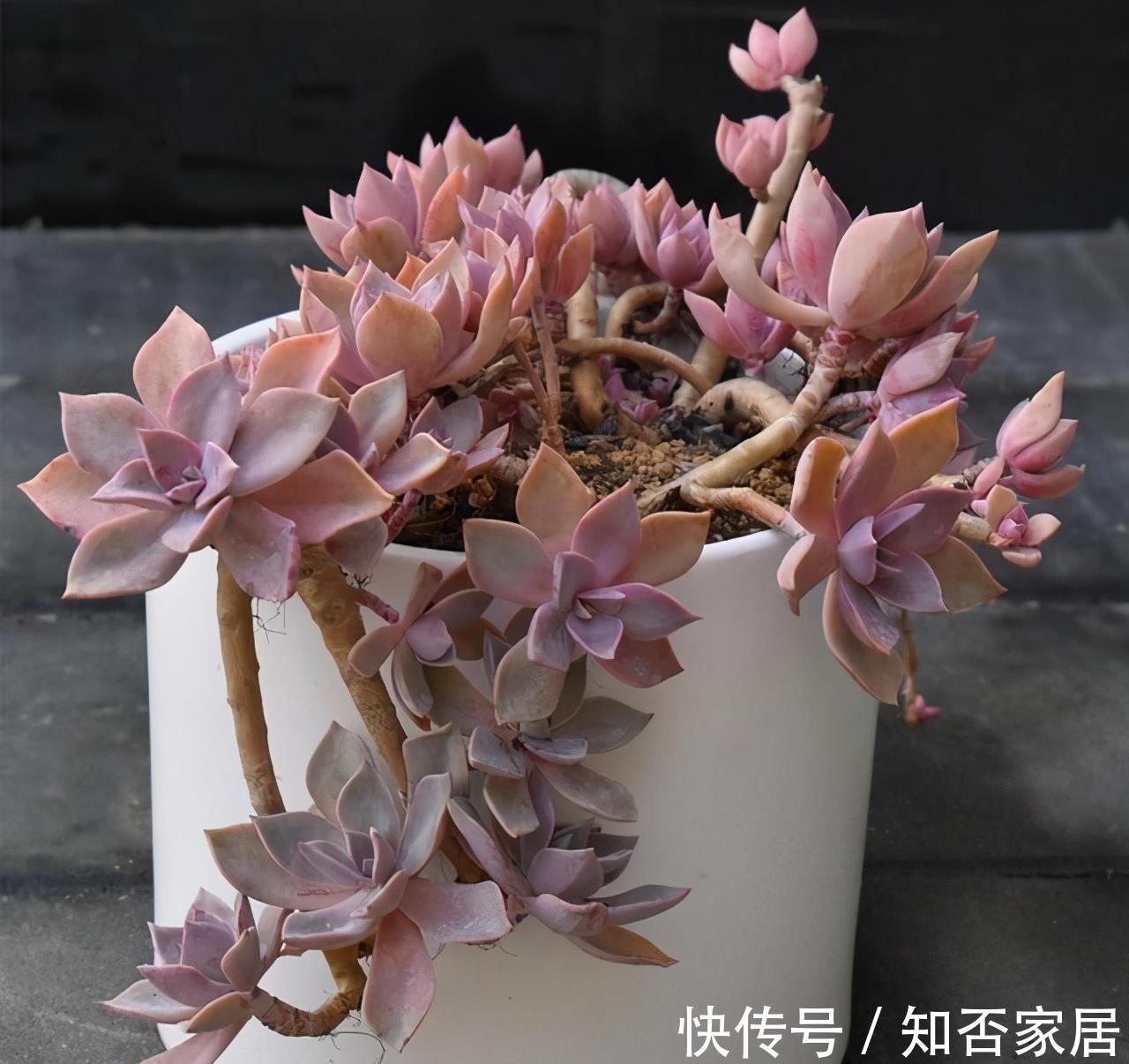 成就感|叶插就是对多肉的一种升级，6个品种叶插爱多头，满满都是成就感
