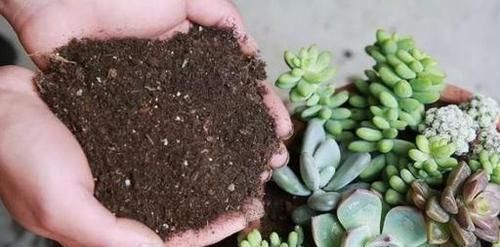 花盆|养花5年,总结出几个超实用养花技巧,5分钟学会,啥花都能活!