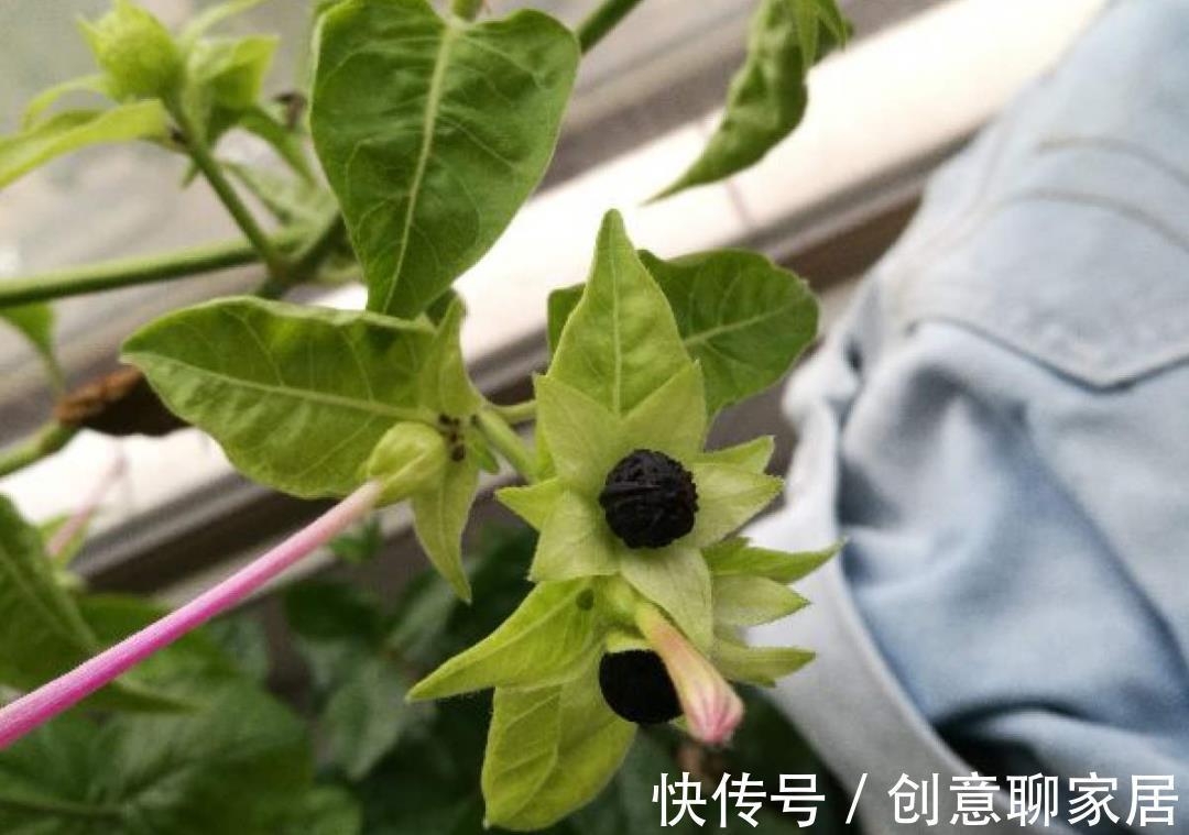 凤仙花|10种花开完不要剪，等20天之后，1盆变多盆