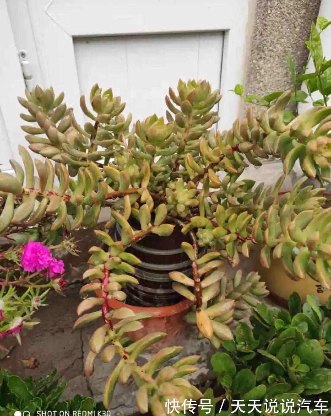 一个多肉小叶片，3个月后养爆盆，咋养的