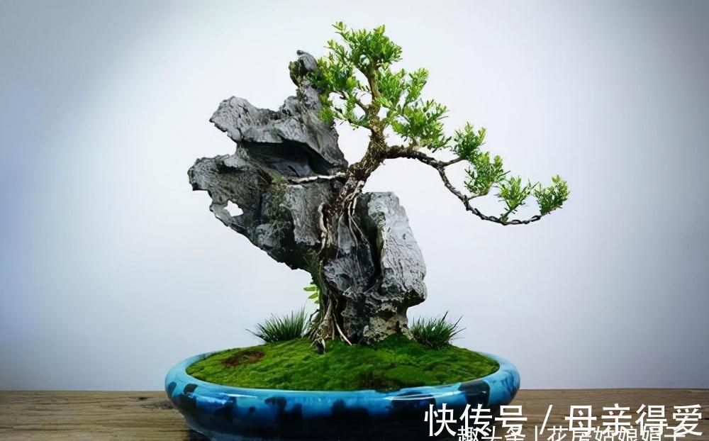 养花重在养根,养好根系要让盆土达到理想状态,关键是要配合平衡