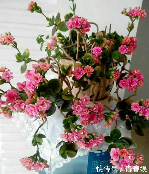 光照|养“长寿花”3年变老桩，窜成“巨无霸”，开成大花球，美！