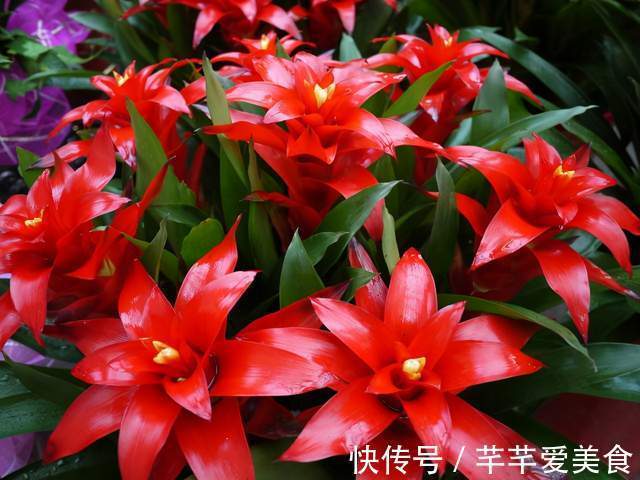 观音竹|建议养花人:4种花,别看不上,养护容易寓意好