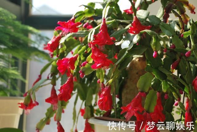 肥料|蟹爪兰开败了,“肥料”一定要给足,叶子厚实有力,下次开花变多