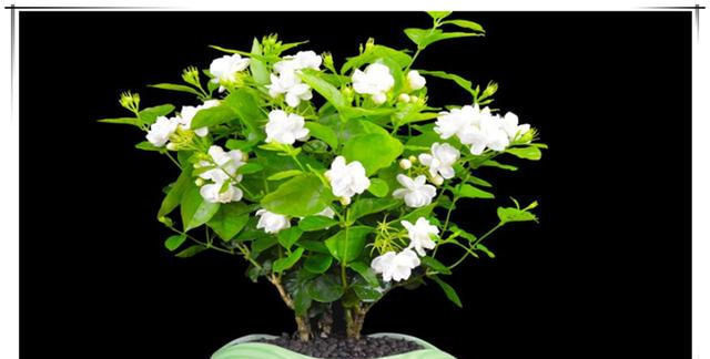 夏天养茉莉花,只要做对1件事,根粗叶绿,花开一茬接一茬