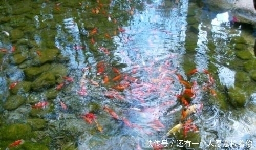 “水至清则无鱼,人至察则无徒”的含义,我们真正弄懂了