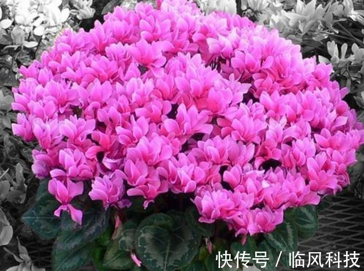 几种花养家里,开花漂亮寓意好,一开就是300天,美爆家园拦不住