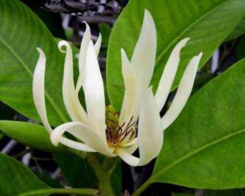 几种漂亮花,个个“含苞欲放”,花开香飘溢满屋,阳台变温馨花园