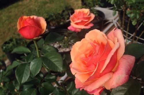  超多|3种花人见人爱，四季有花开，花量超多，阳台变花园，南北都能种